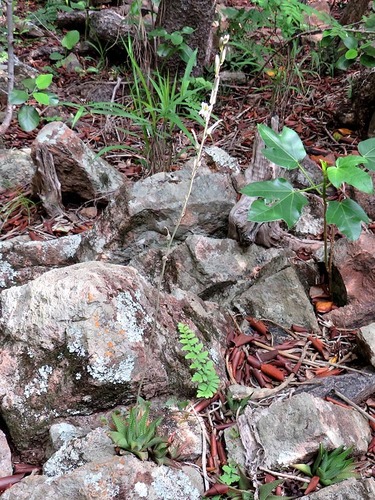 Haworthiopsis limifolia image