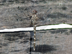 Bradinopyga geminata
