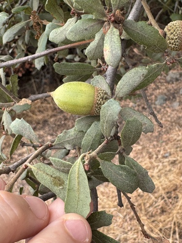 Quercus berberidifolia × durata