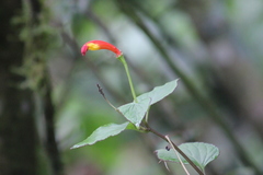 Siphocampylus sevegnaniae