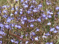 Lobelia erinus
