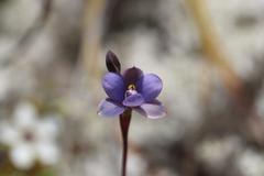 Thelymitra tholiformis