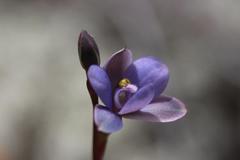 Thelymitra tholiformis