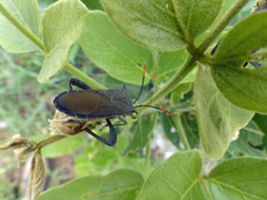 Anoplocnemis curvipes