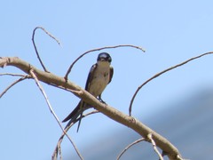 Hirundo dimidiata dimidiata