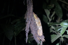 Calumma crypticum