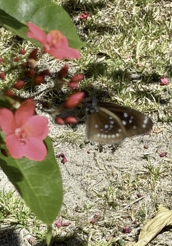 Euploea lewinii