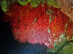 Melithaea