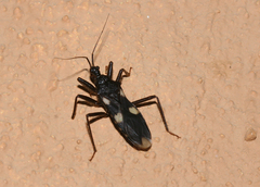 Acanthaspis obscura