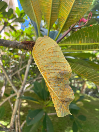 Coleosporium plumeriae observed 2025-09-29