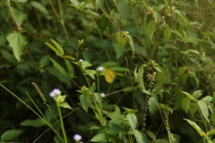 Eurema hecabe hecabe