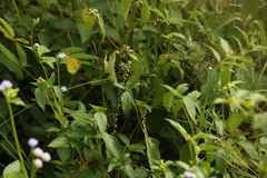 Eurema hecabe hecabe