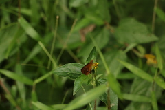 Iambrix salsala salsala