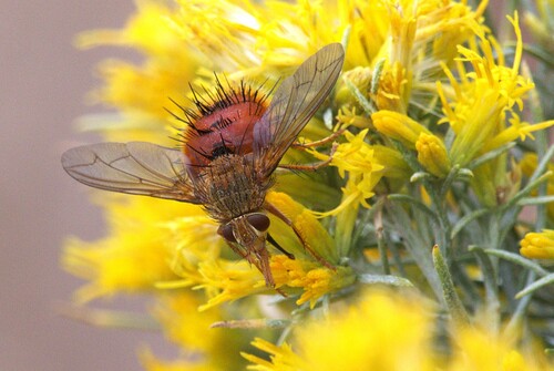 Unknown species found near Fremont County, WY, USA