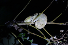 Calumma crypticum
