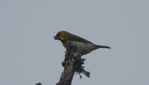 Loxioides bailleui