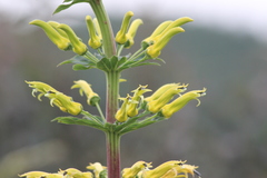 Siphocampylus sulfureus