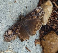 Erynnis juvenalis juvenalis