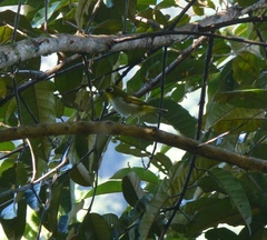 Zosterops maderaspatanus