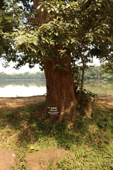 Dialium cochinchinense