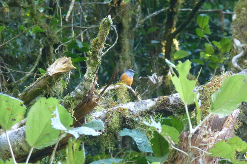 Forest Rock Thrush (Monticola sharpei), photo 3