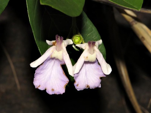 Three-Fingerleaf (Vitex harveyana)