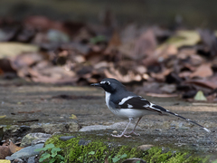 Enicurus schistaceus