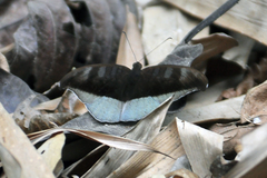 Adoliadini