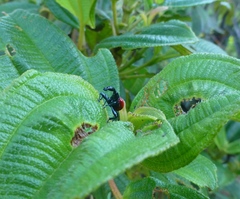 Trachelophorus giraffa