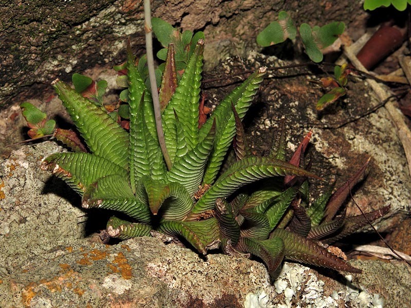 Haworthia limifolia