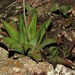 Haworthiopsis limifolia - Photo (c) Kate Braun,  זכויות יוצרים חלקיות (CC BY-NC), הועלה על ידי Kate Braun