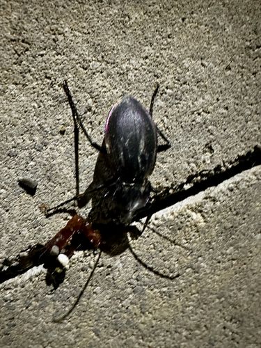 Carabus germarii