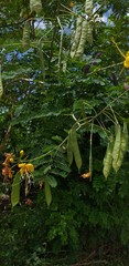 Caesalpinia pulcherrima flava