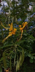 Caesalpinia pulcherrima flava
