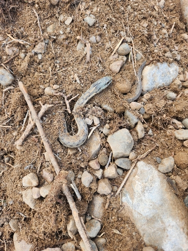 Wandering Garter Snake