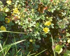 Potentilla