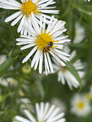 Unknown species found near Pillsbury Dr SE, Minneapolis, MN, US