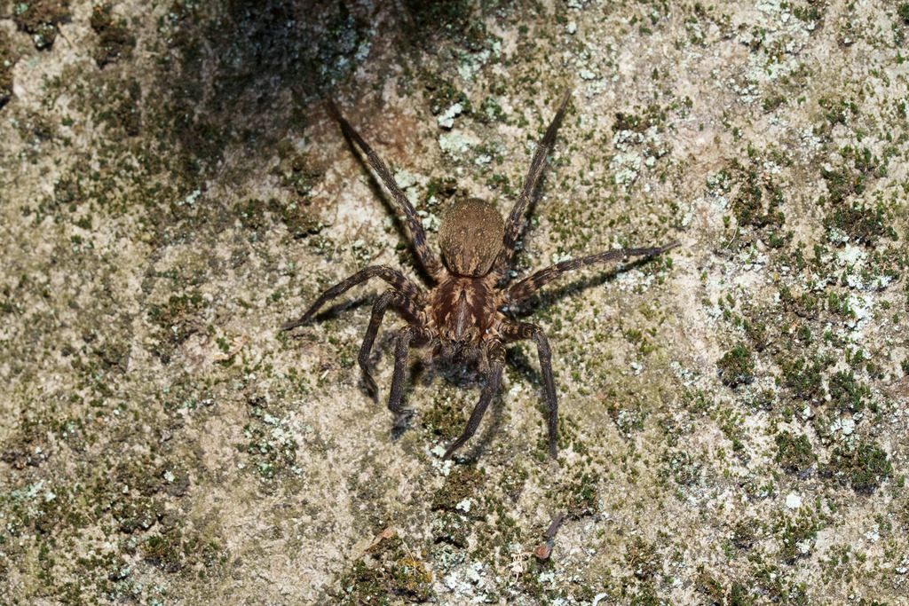 Cauquenia maule