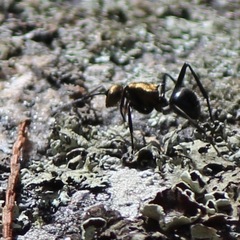 Polyrhachis semiaurata