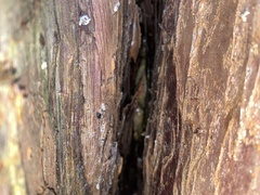 Stylommatophora