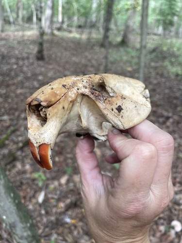 American Beaver photographed in Maryland