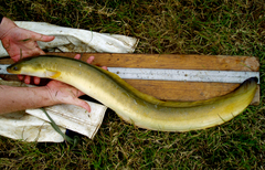 African Longfin Eel photo 2