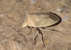 Thyanta custator accerra