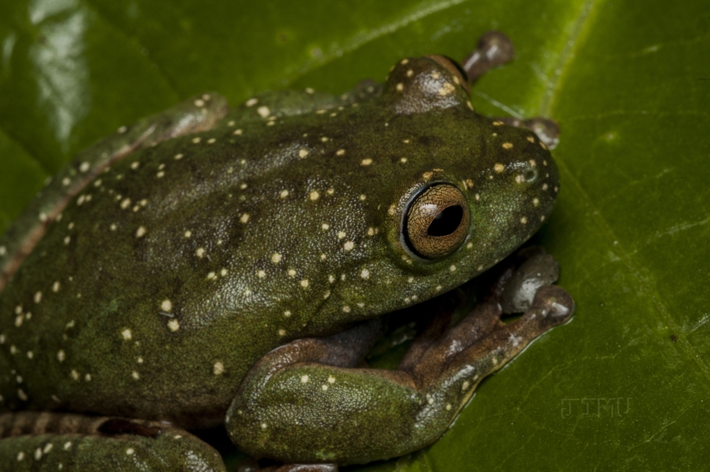 Hispaniolan Green Treefrog