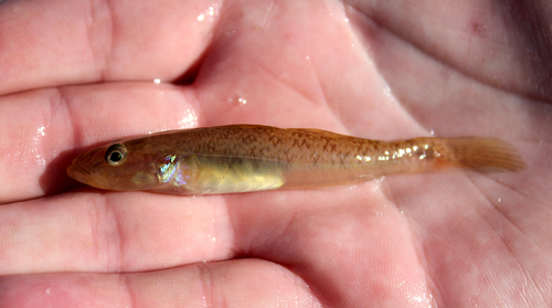 River goby (Glossogobius callidus) — Gobiidae — 3