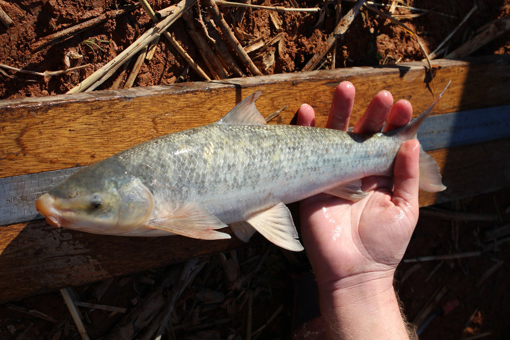 Moggel (Labeo umbratus) — Cyprinidae