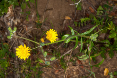 Sonchus tenerrimus