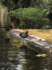 Gallinula galeata