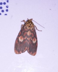 Ammatho cuneonotatus