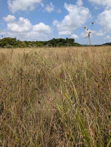 Rhynchospora triflora observed 2025-09-23